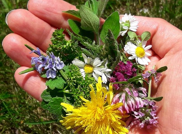 Sommerkräuter/Tinktur - Klostertaler Kräuterwerkstatt